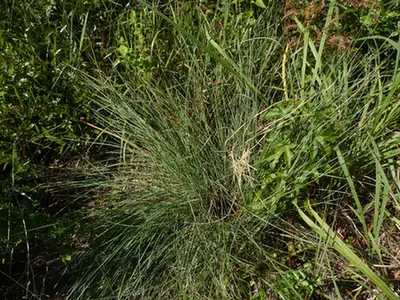 Muhlenbergia expansa — port de la plante