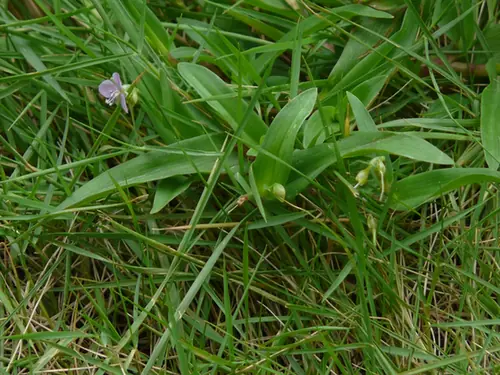 Murdannia nudiflora — floraison