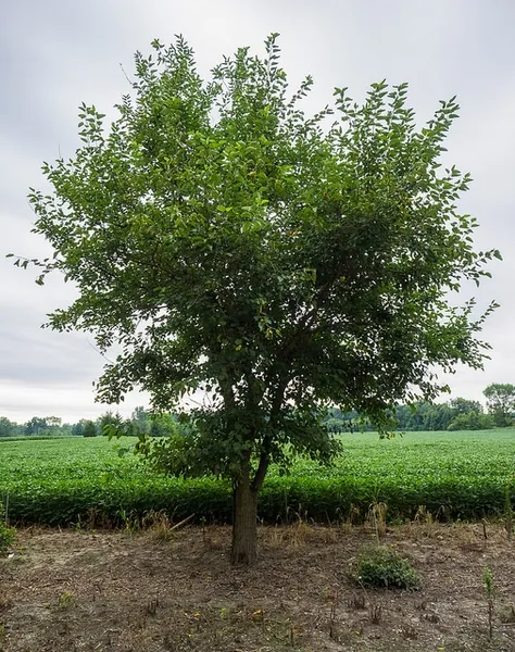 Mûrier blanc — Morus alba