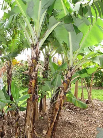 Musa acuminata — port de la plante