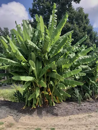 Musa balbisiana — port de la plante