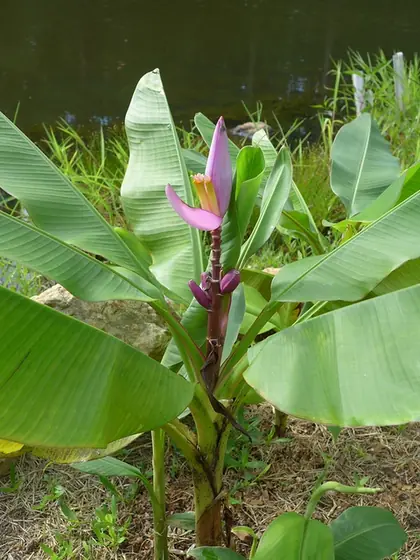 Musa ornata — port de la plante