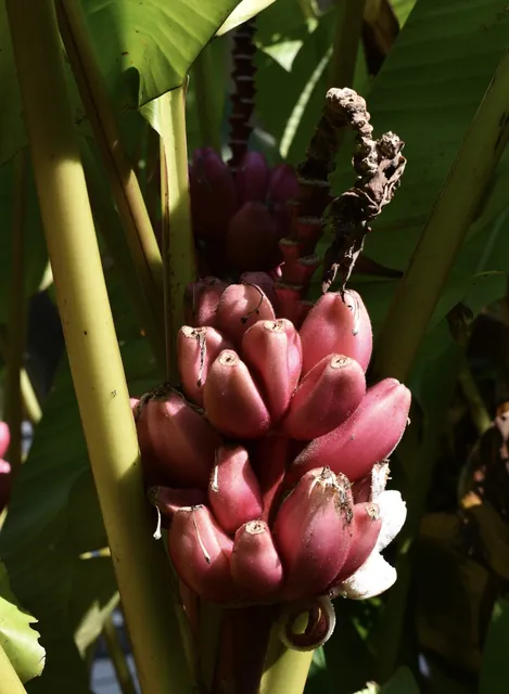 Musa velutina — floraison