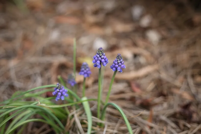 Muscari — Muscari armeniacum