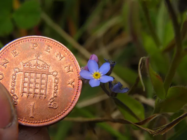 Myosotis scorpioides — floraison