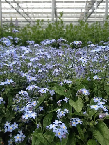 Myosotis sylvatica — photographie botanique