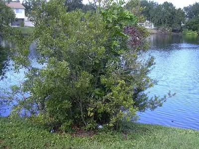 Myrica cerifera — port de la plante