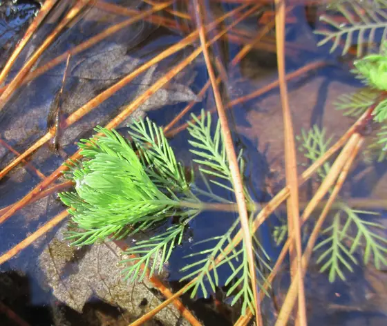 Myriophyllum aquaticum — feuillage
