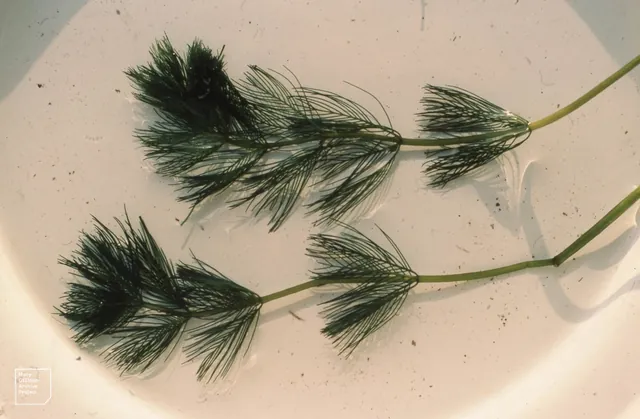 Myriophyllum spicatum — feuillage