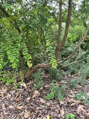 Myrtus communis — port de la plante