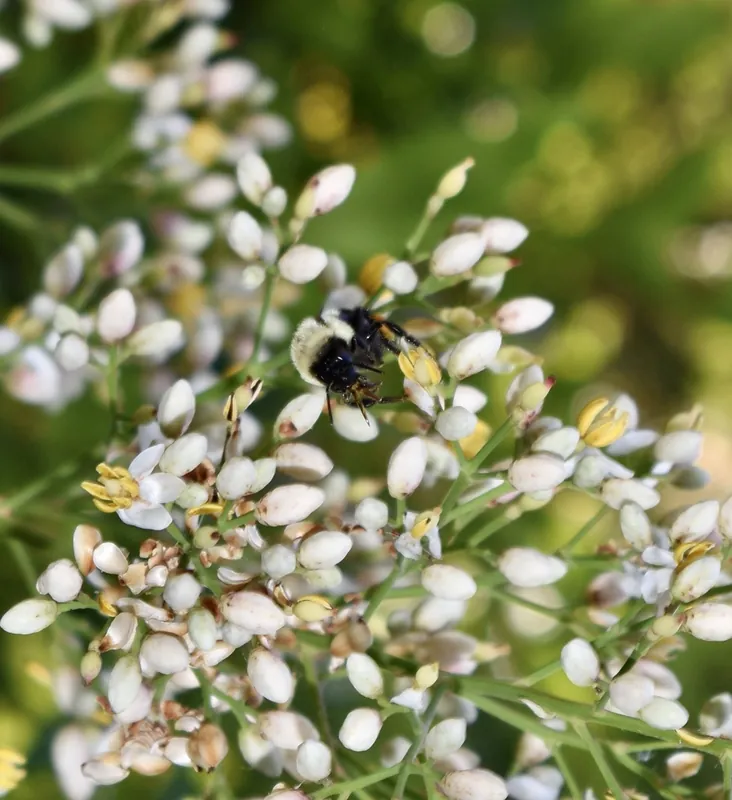Nandina — Nandina domestica