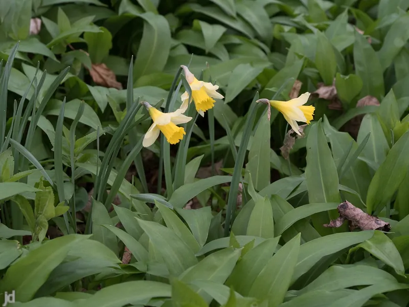 Narcisse — Narcissus pseudonarcissus
