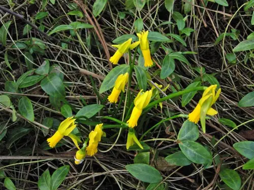 Narcissus cyclamineus — floraison