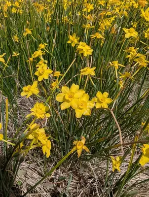 Narcissus jonquilla — photographie botanique