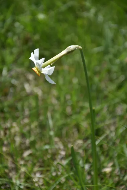 Narcissus poeticus — floraison