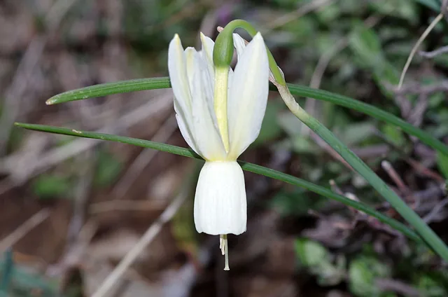 Narcissus triandrus — floraison