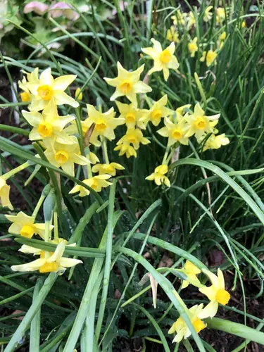 Narcissus × odorus — port de la plante