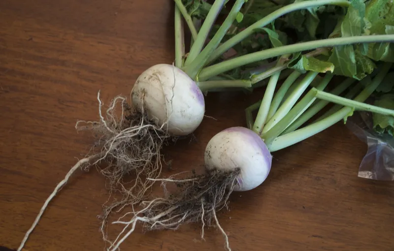 Navet — Brassica rapa (groupe Navet)