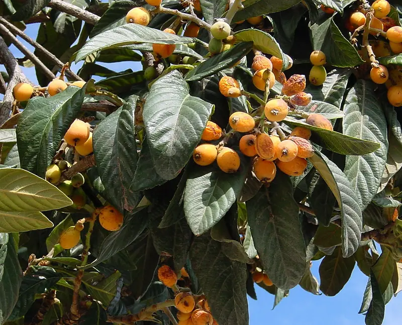 Néflier du Japon — Eriobotrya japonica