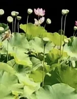 Nelumbo lutea — port de la plante