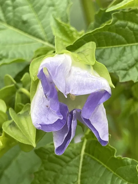 Nicandra physalodes — floraison