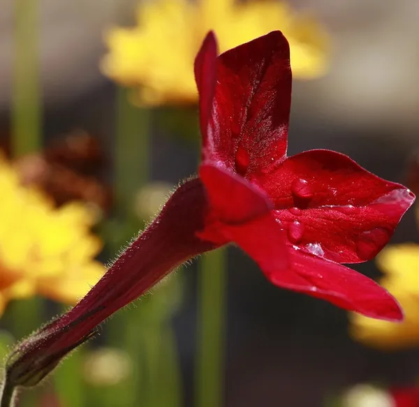 Nicotiana alata — floraison