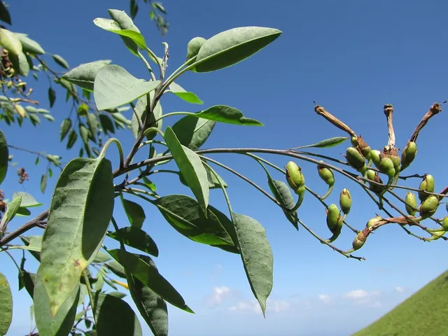 Nicotiana glauca — floraison