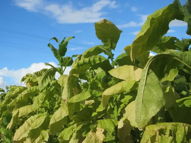 Nicotiana tabacum — feuillage