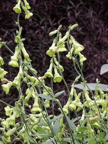 Nicotiana × sanderi — photographie botanique
