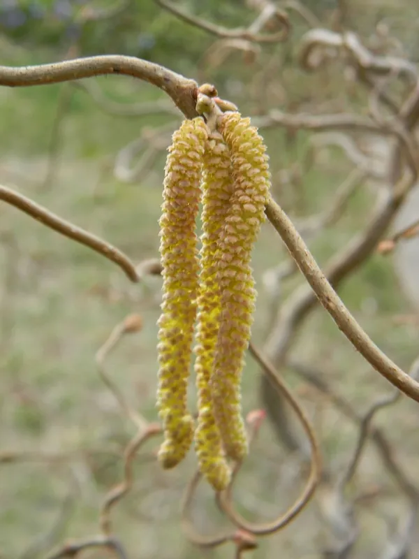Noisetier — Corylus avellana