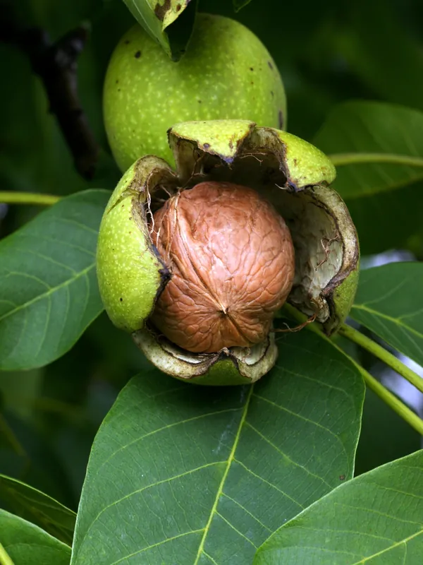 Noyer — Juglans regia