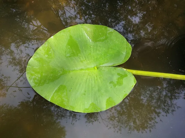 Nuphar luteum — feuillage