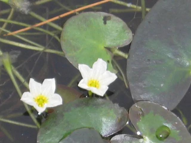 Nymphoides cordata — floraison