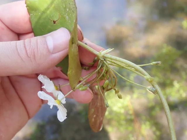Nymphoides cristata — floraison