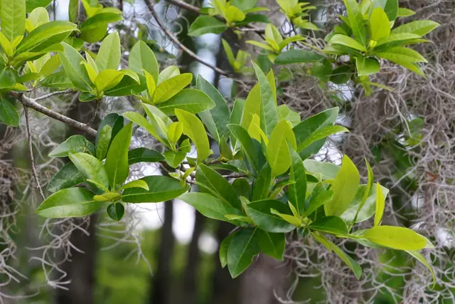 Nyssa biflora — feuillage