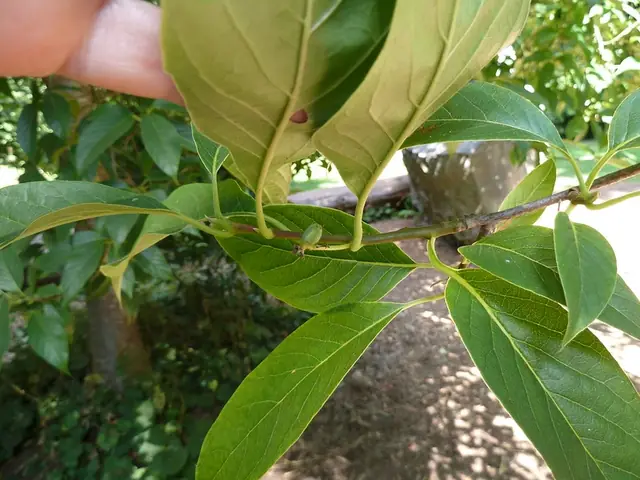 Nyssa sinensis — feuillage