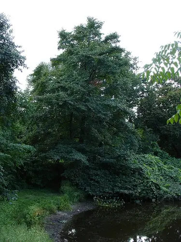 Nyssa sylvatica — photographie botanique