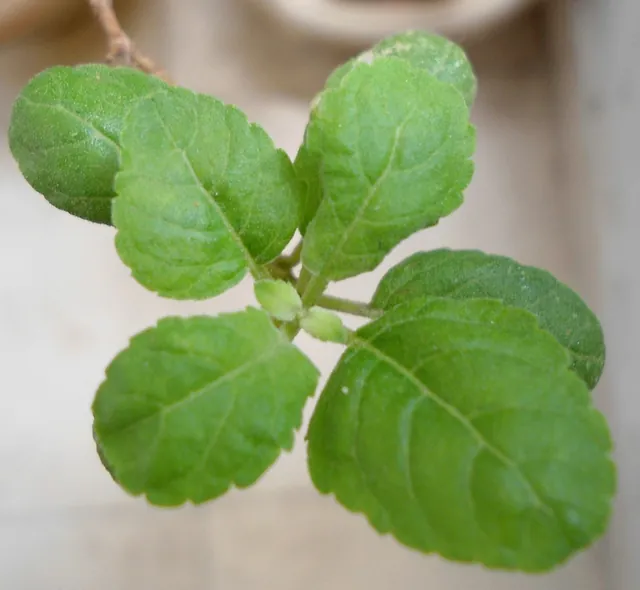 Ocimum tenuiflorum — port de la plante