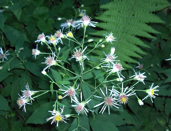 Oclemena acuminata — floraison