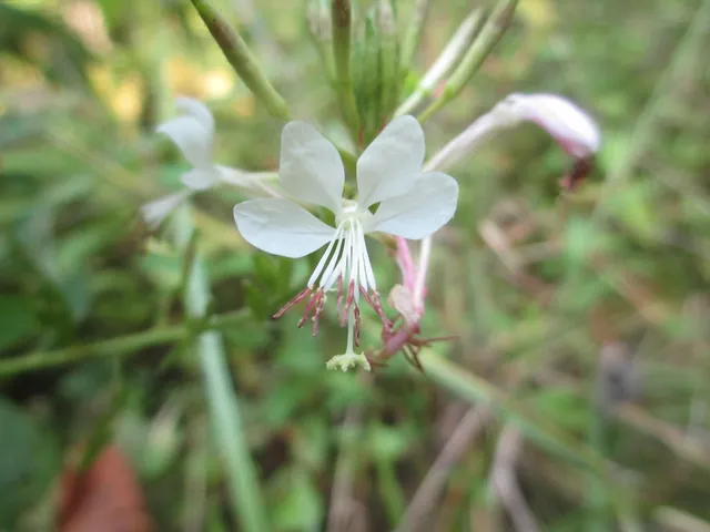 Oenothera gaura — floraison