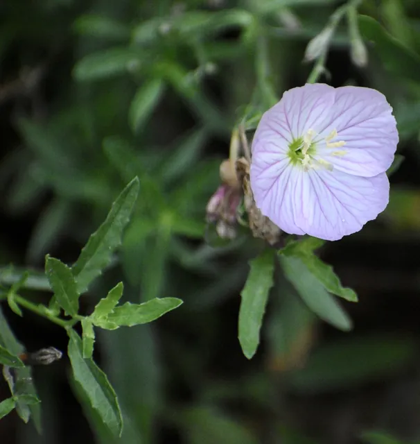 Oenothera speciosa — floraison
