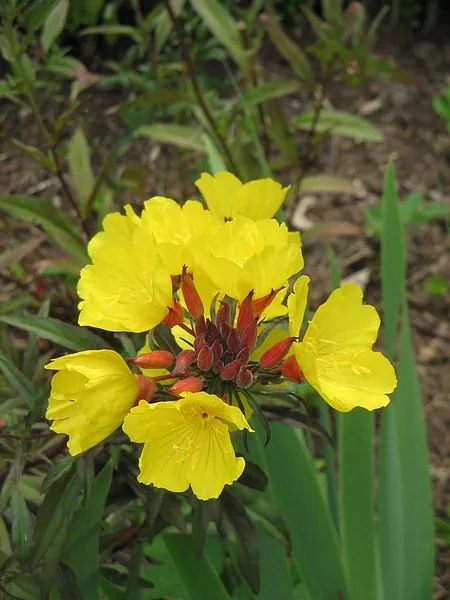 Oenothera tetragona — floraison