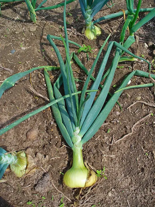 Oignon — Allium cepa