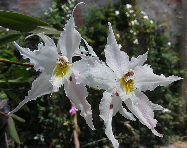 Oncidium alexandrae — port de la plante