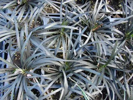 Ophiopogon planiscapus — port de la plante