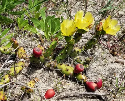 Opuntia drummondii — port de la plante