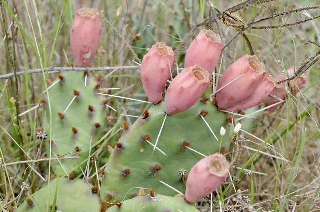 Opuntia macrorhiza — port de la plante