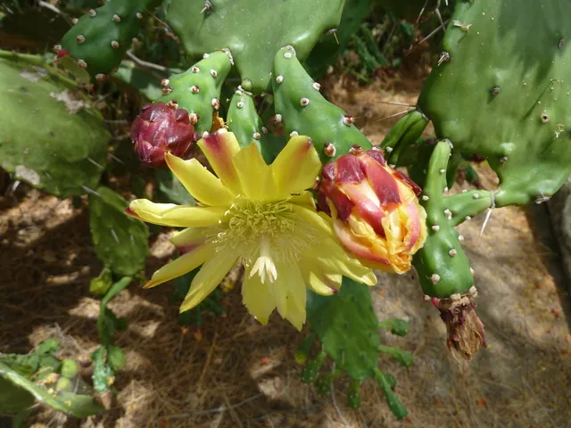 Opuntia mesacantha — port de la plante