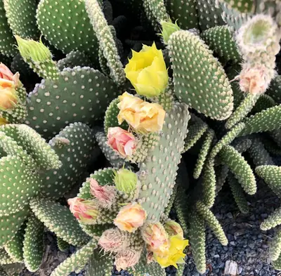 Opuntia microdasys — port de la plante