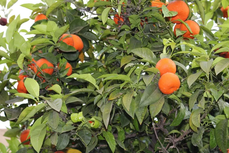 Oranger — Citrus × sinensis